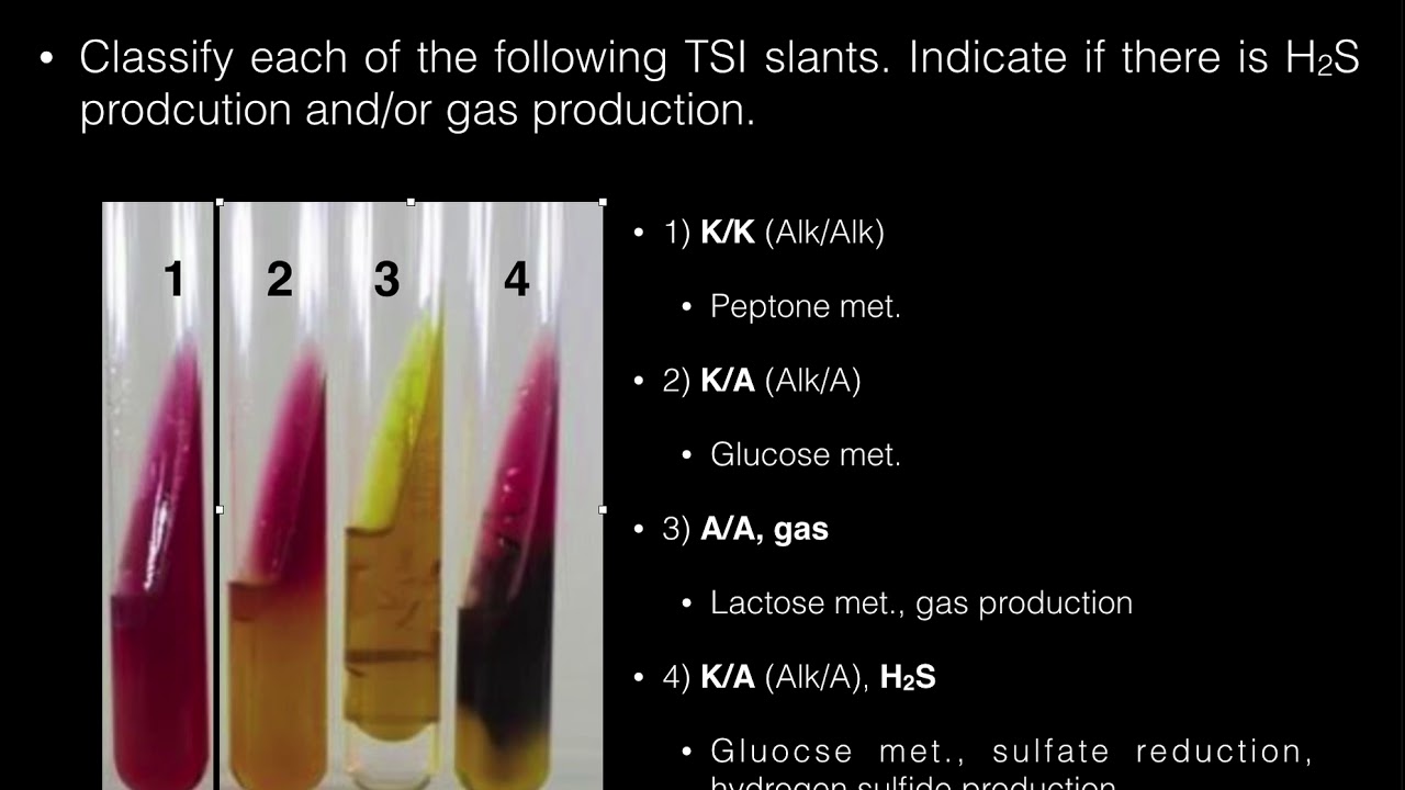 Triple Sugar Iron (TSI) Agar