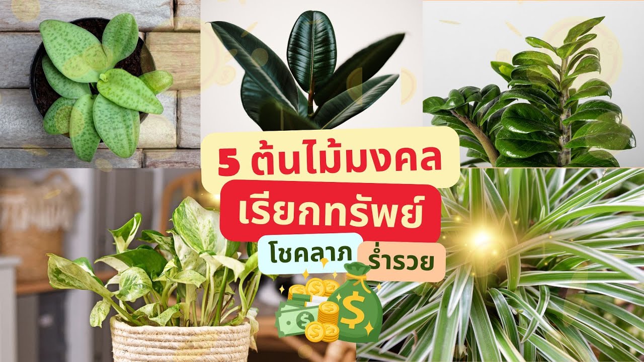 ไม่รวยก็แปลก! 5 ต้นไม้มงคล 'ดูดทรัพย์' เข้าบ้าน สุดยอดสายฟอกอากาศ และปลูกง่ายเหมาะกับมือใหม่