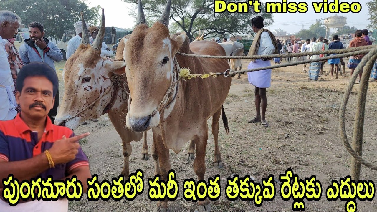 Punganur bulls market లో మరి ఇంత తక్కువ రేట్లకే  పాల పండ్ల ఎద్దులు #rktelugutravaller