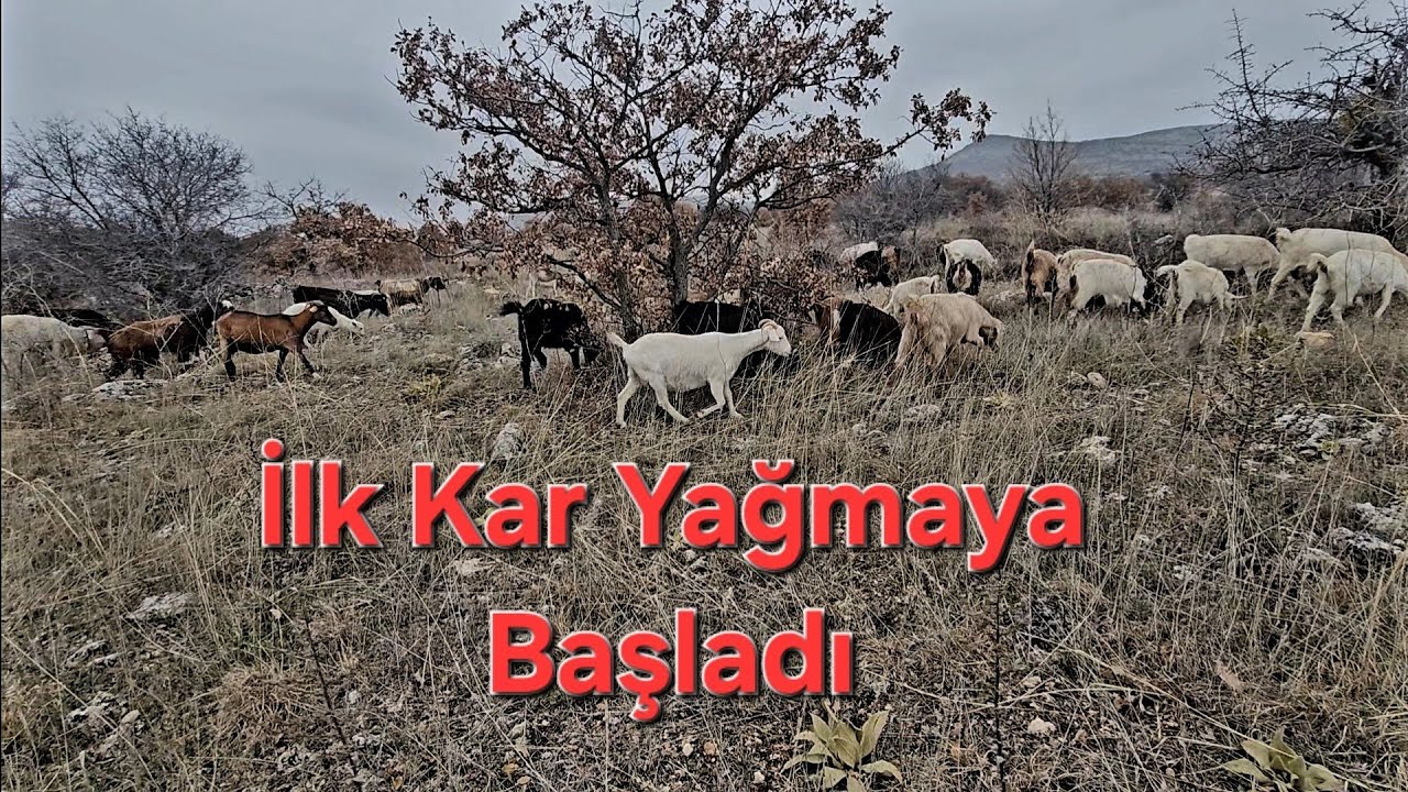 İlk Kar Yağmaya Başladı