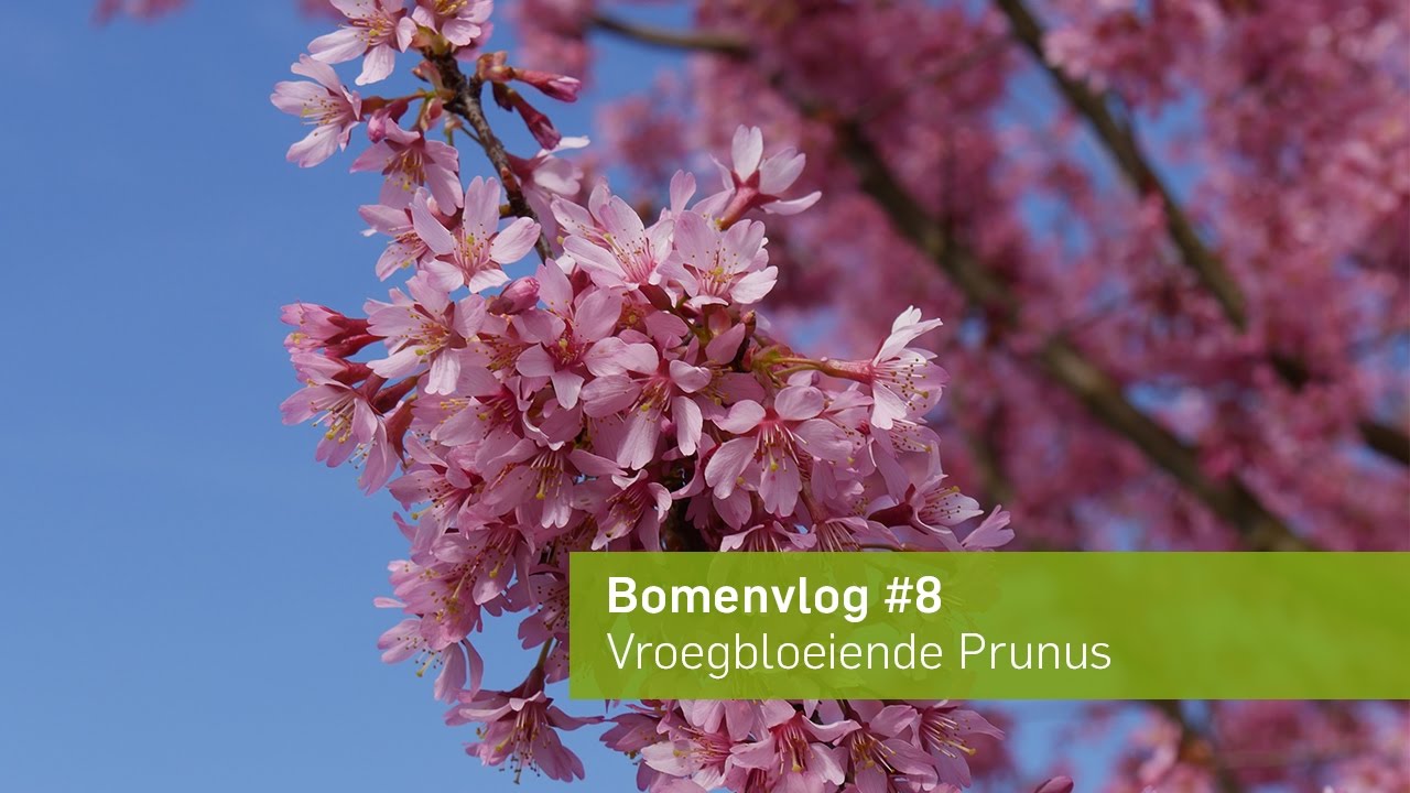 Vroegbloeiende Prunus | Bomenvlog #8