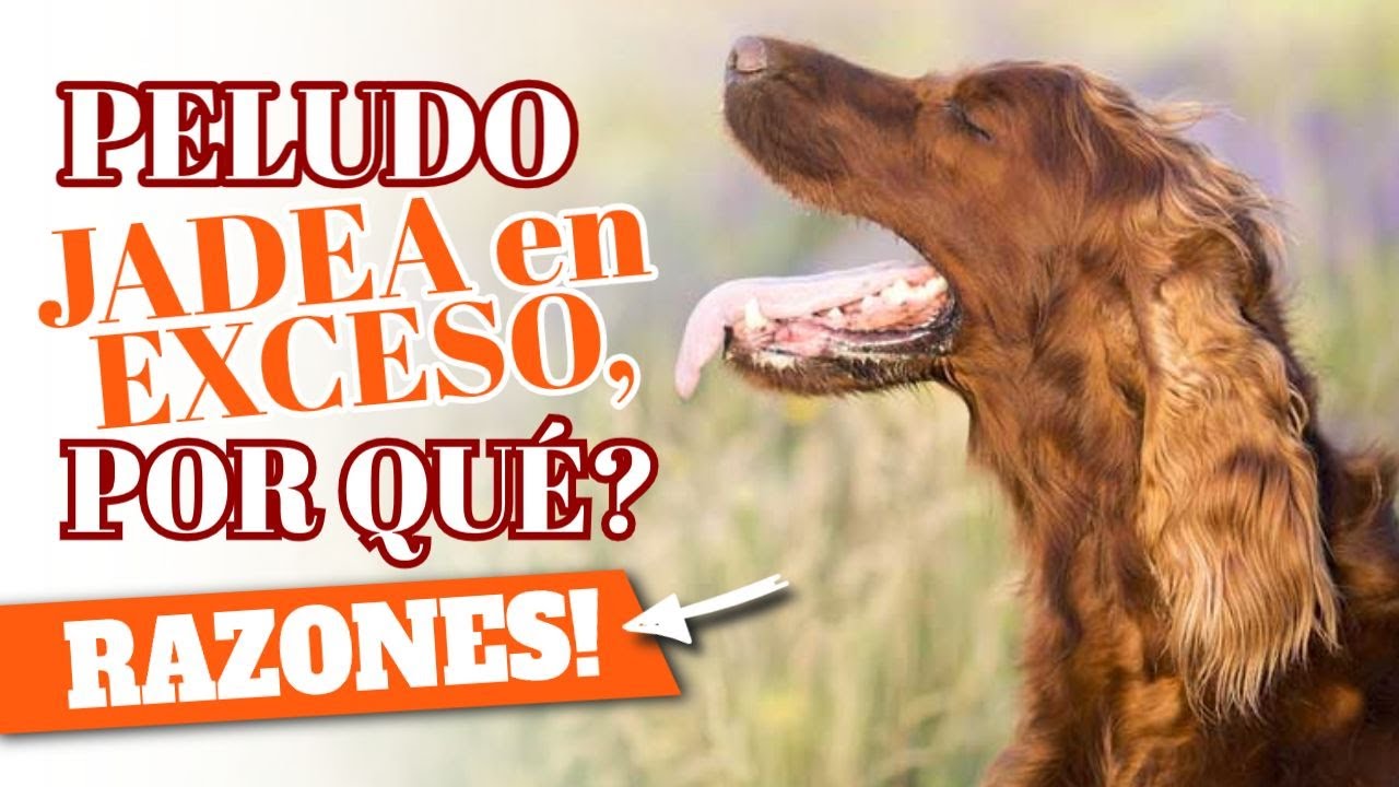 🐶&iquest;POR QU&Eacute; los PERROS JADEAN? &iquest;Tu Perro Jadea Demasiado?