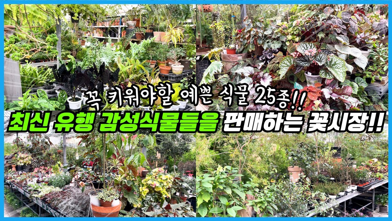 꼭 사야하는 감성식물 25종!! 사장님 안목이 최고인 대박 꽃시장 다녀왔어요!! 식물 쇼핑하울까지!!