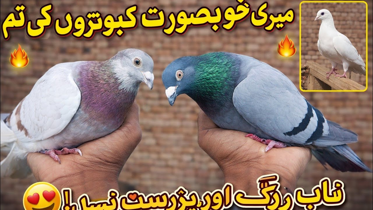 pigeons’daily routine in today’s vlog.Their feeding flying and adorable moments will melt your heart