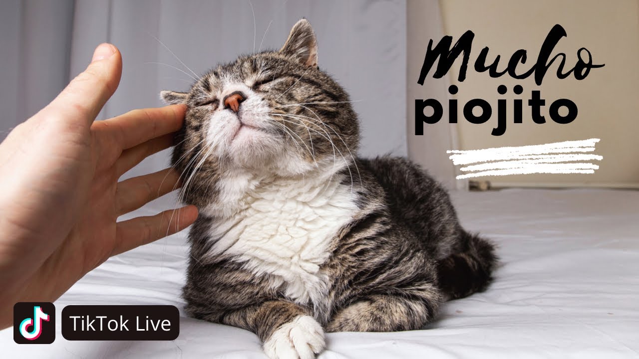 ASMR | Live Directo en TikTok - Mucho Piojito