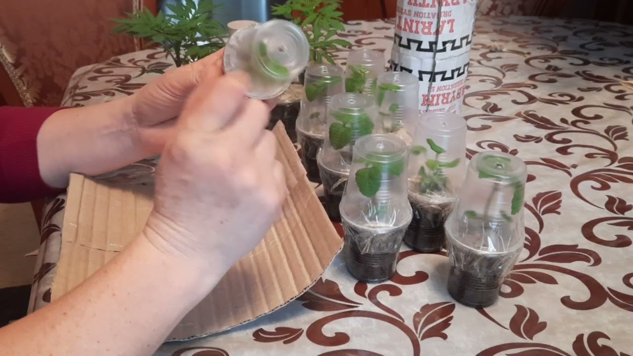 Два способи упакування рослин для відправлення поштою / Как упаковать растения для оправки почтой