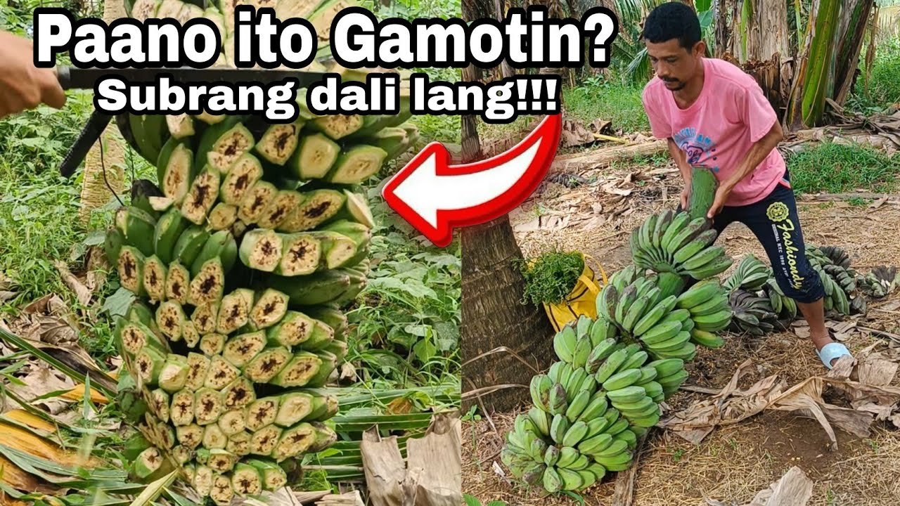 Paano Gamotin ang Sakit na Tibagnol, bantok, sa iyong tinim na saging?