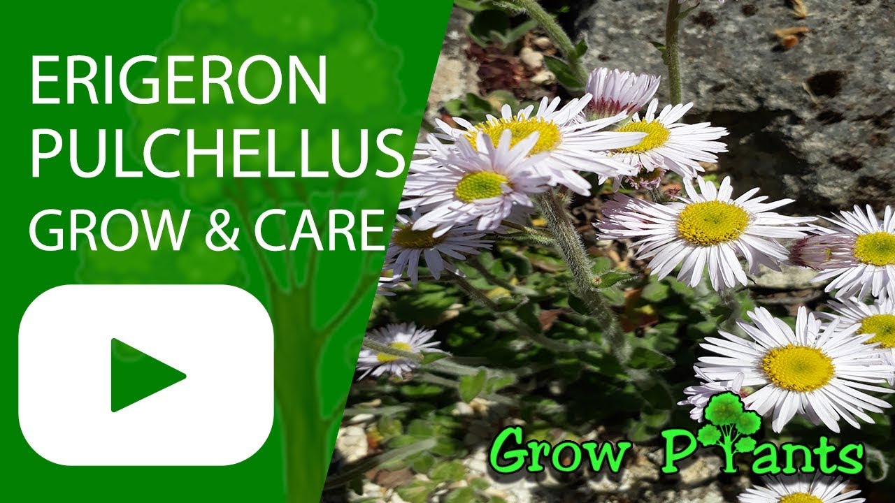 Erigeron pulchellus - grow & care (Blue spring daisy)