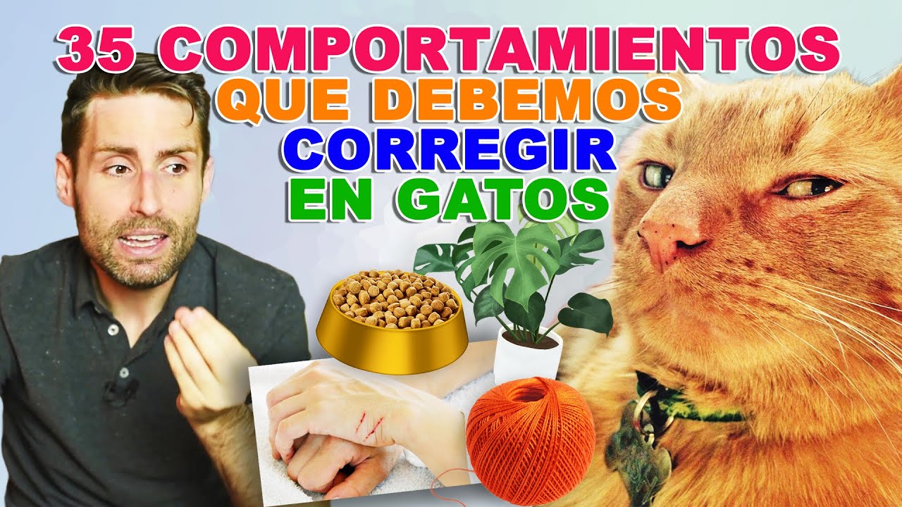 35 COMPORTAMIENTOS FELINOS que debemos CORREGIR en GATOS | Preguntas y Respuestas de un Veterinario