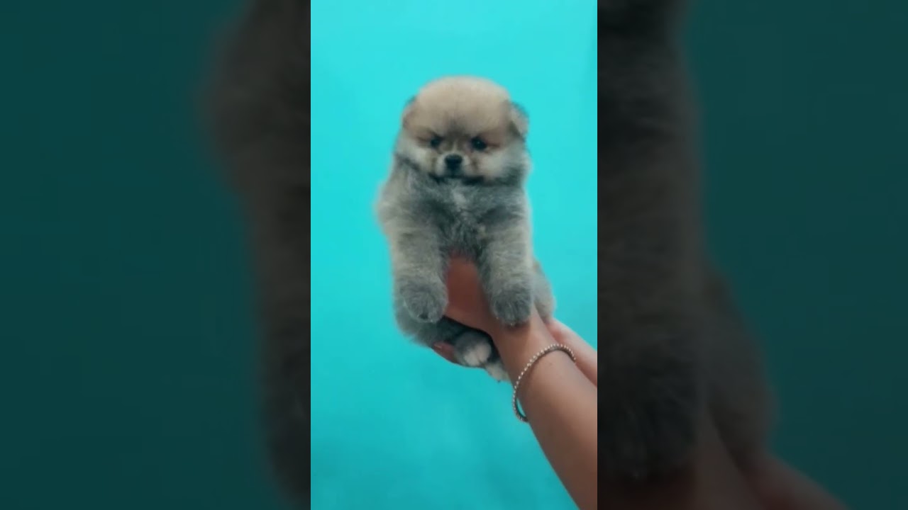 Toy pom top quality puppy 