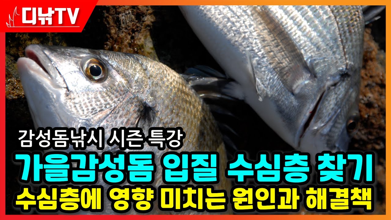 가을감성돔 입질 수심층 찾기! 입질 수심층에 영향 미치는 원인과 해결책 [디낚TV 낚시공부방, 가을감성돔낚시 시즌 특강]