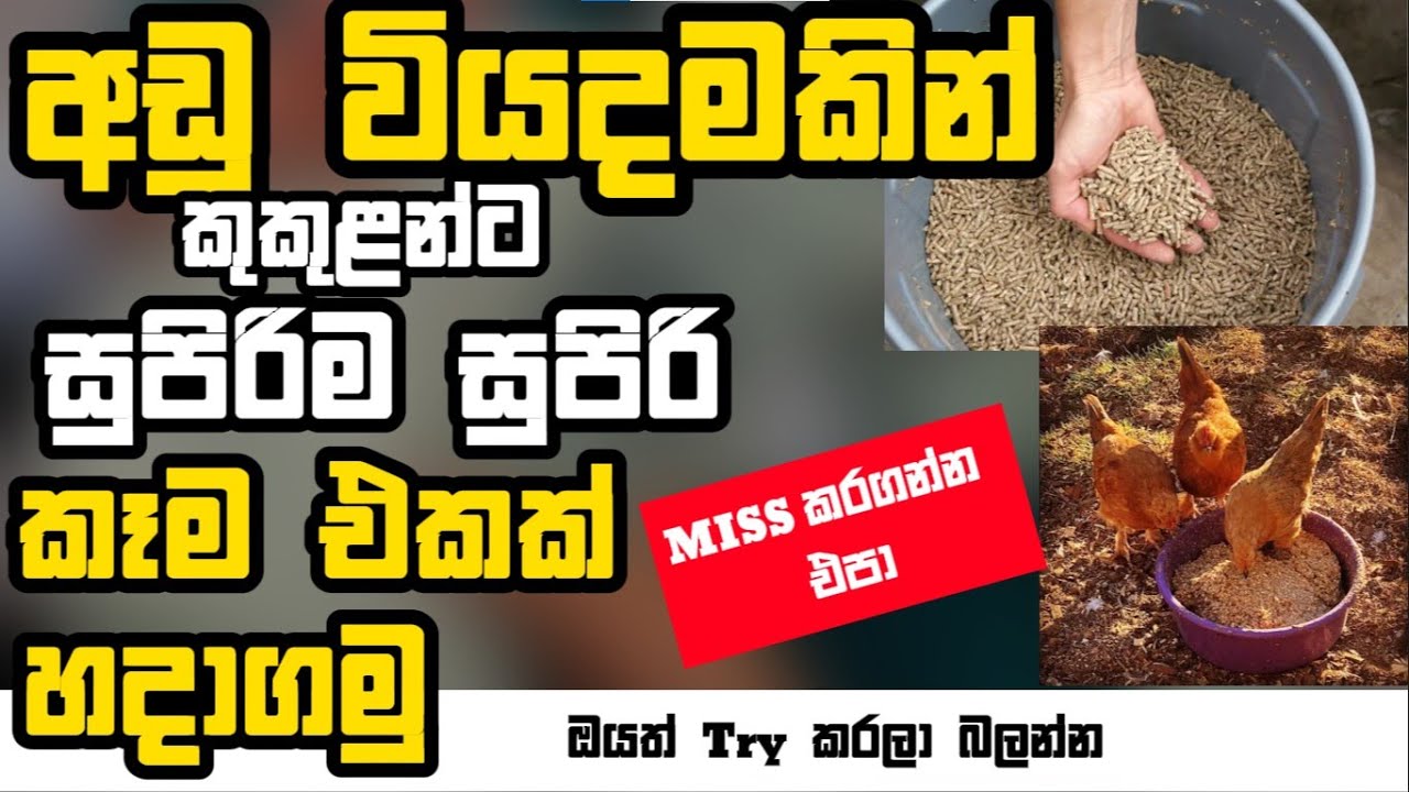 Amazing Way to Feed Your Chickens at Home -කුකුල් කෑම අපිම හදාගමු.| kukul kama poultry farming