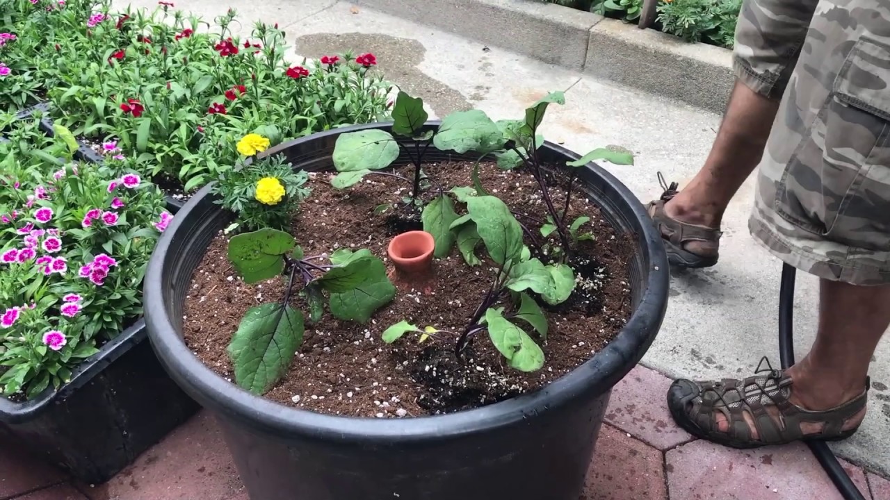 Using Olla Pots in the Garden at the Urban Homestead