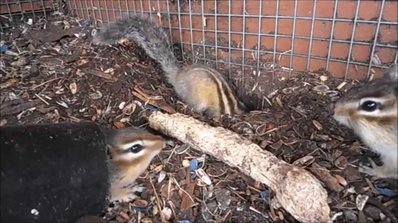 ☼ Chipmunk vlog1 ☼