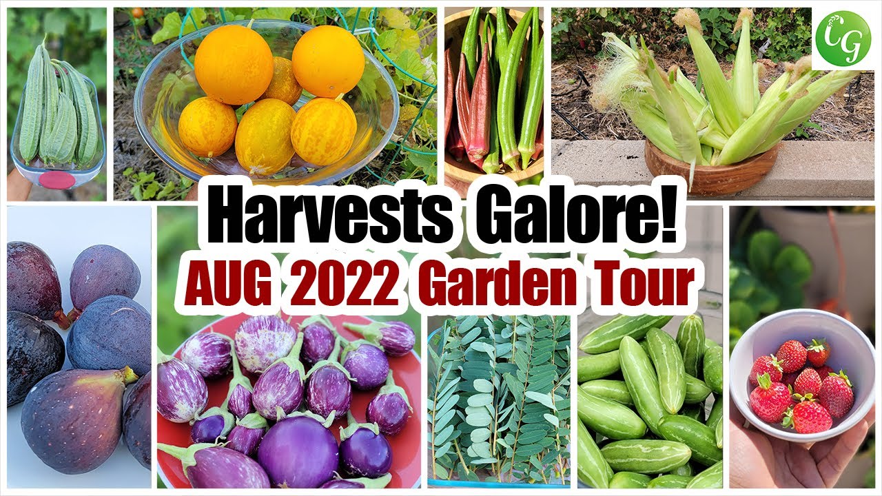 Gardening Tips : Harvests Galore! California Garden Tour, Plants, Tips, Recipes!