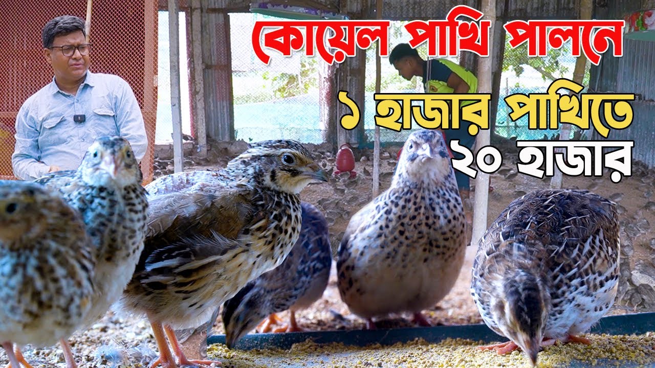 কোয়েল পাখি পালন ১ হাজার পাখি পালনে ২০ হাজার। Koyel pakhi palan। Quail bird farming in Bangladesh