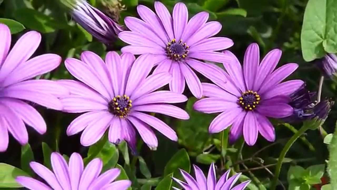 PRIMAVERA ----SPRING. (HD)