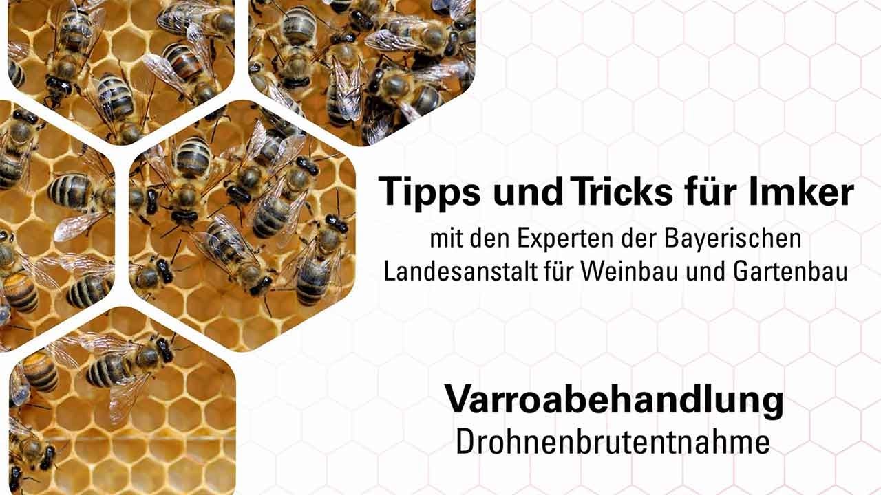 Imkerpraxis:  Varroareduktion durch Drohnenbrutentnahme