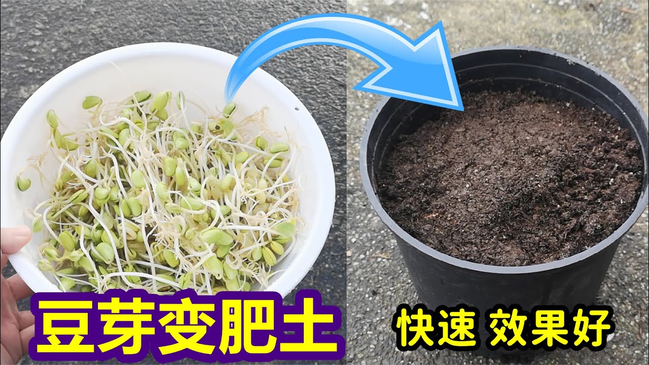 比黄豆效果还好, 豆芽变有机肥土, 简单快速 Bean sprout fertilizer for planting
