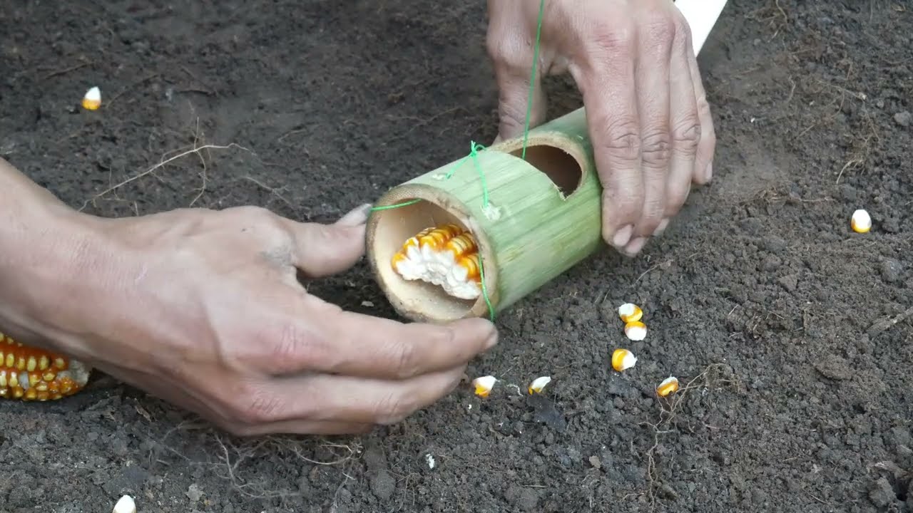 primitive method to be looking for food in the jungle for survival episode 60 I got a squirrel