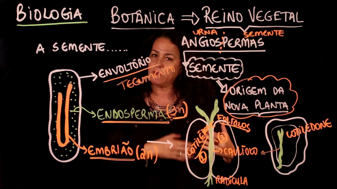 Aula 82 REINO PLANTAE Botânica   Angiospermas parte 2 - Aulas ENEM