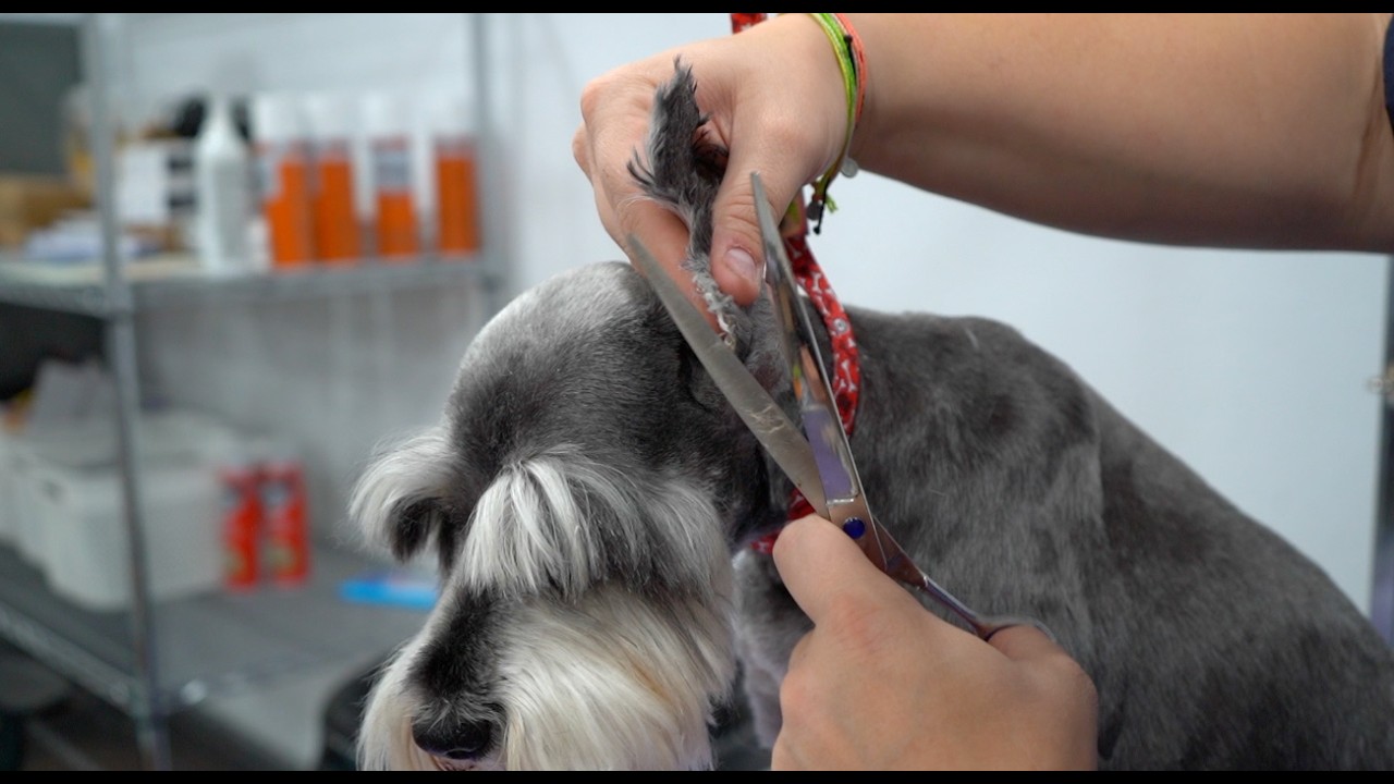 Professional Schnauzer Groom