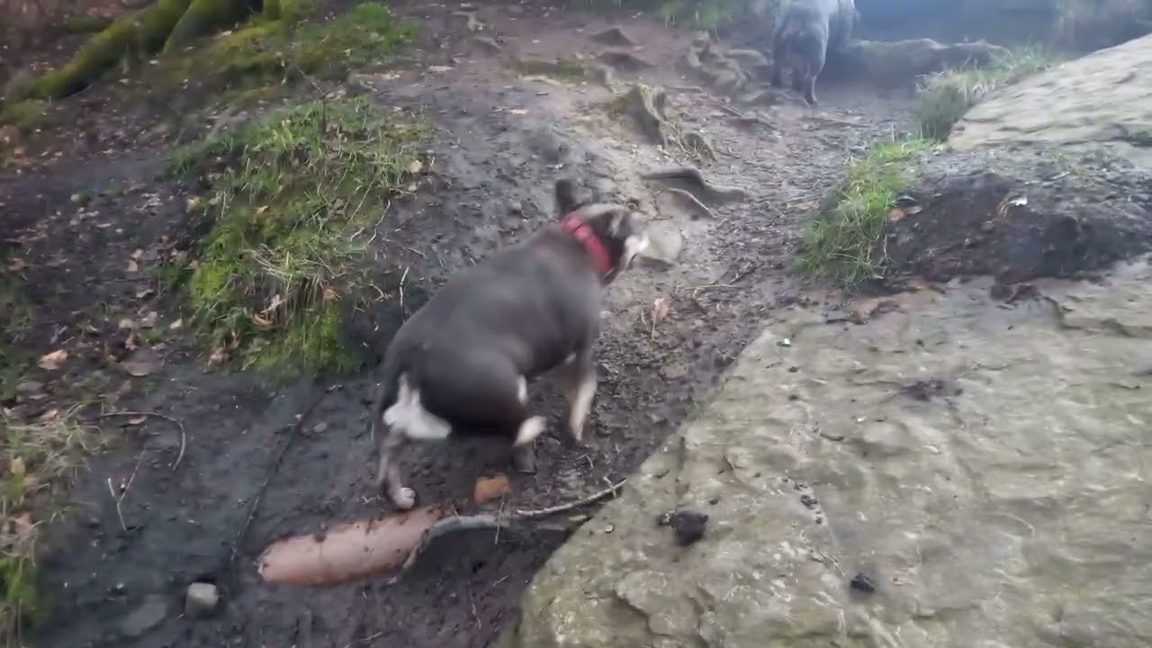 Frenchie friends #frenchbulldog #frenchie #frenchiesofyoutube #nature #wet #lancashire #dogs 