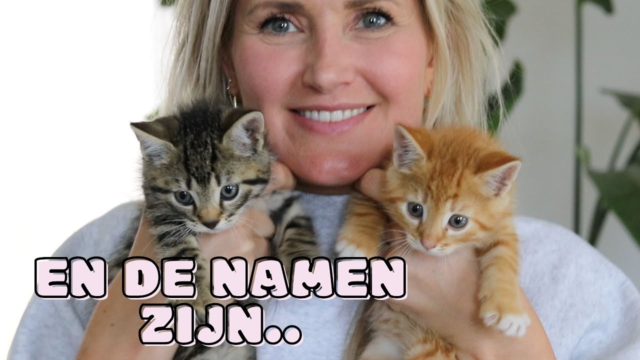 DE KITTENS ZIJN ER | VLOG #638 | Diesna Loomans