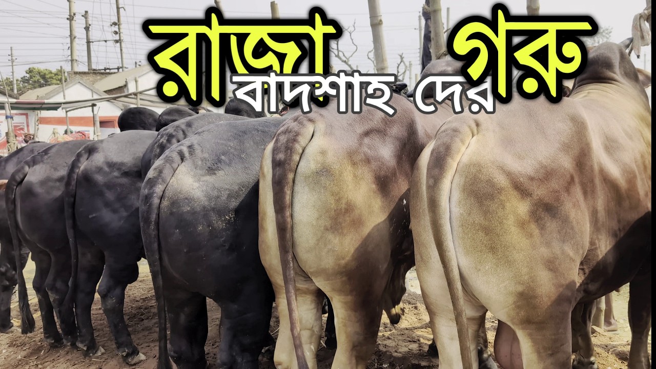 জিয়া ভাইয়ের হাট সেরা সব আগুন কালেকশন🔥Premium Royal Iconic Cow 👑Alomdanga Haat