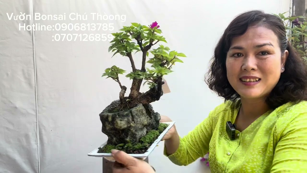 Vườn Bonsai Chú Thòong ( 677) Bonsai để bàn đa dạng mẫu