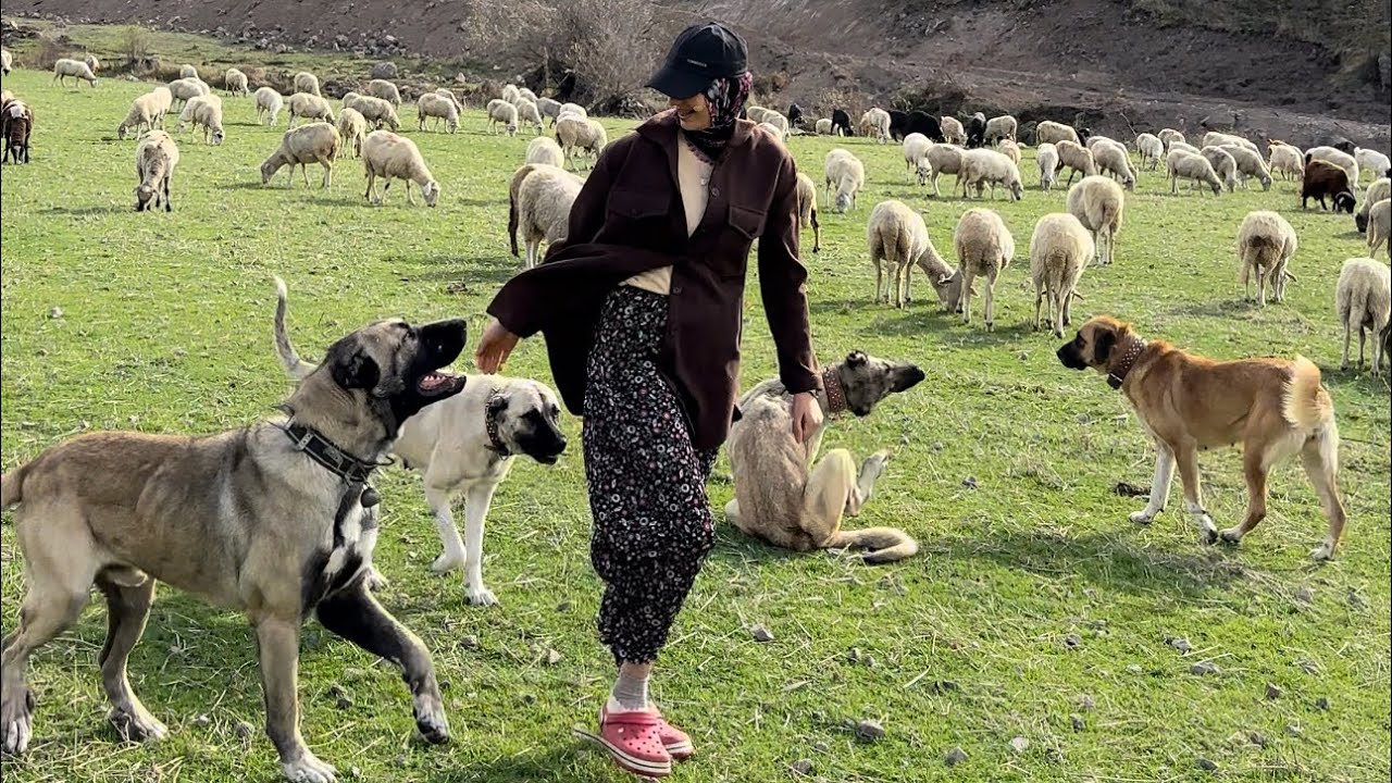 LİDER KÖPEKLERİN İLK GÖREVİ….İLK GÜNDEN KAYBOLDU KÖPEKLER