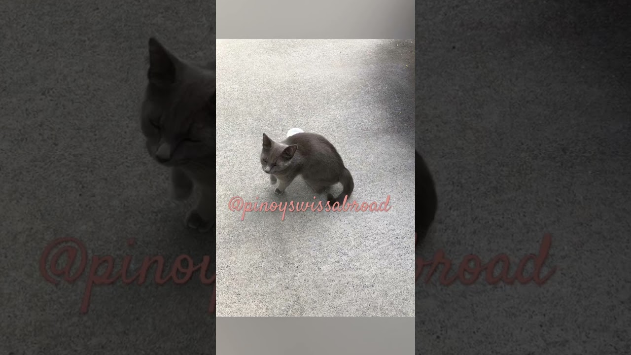 Серый бездомный кот 🐈‍⬛ #pinoyswissabroad #catnz #greycats #straycats #koratcat