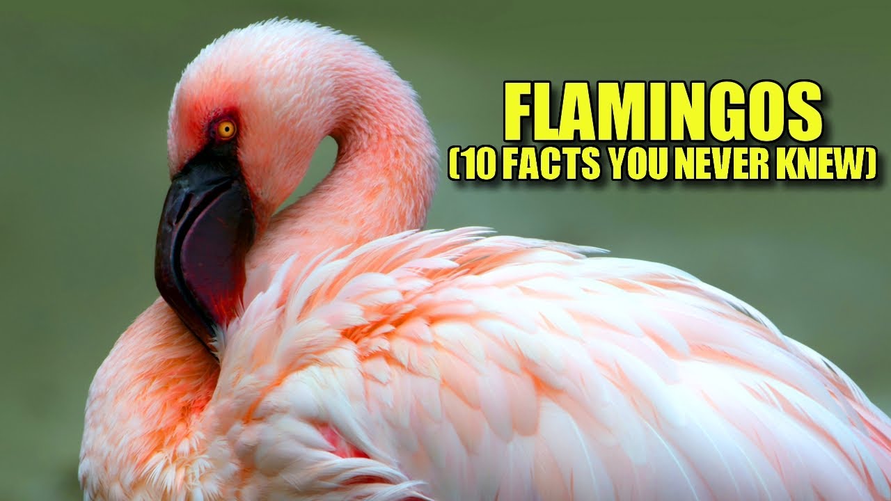 Flamingo 🦩 (10 FACTS You NEVER KNEW)