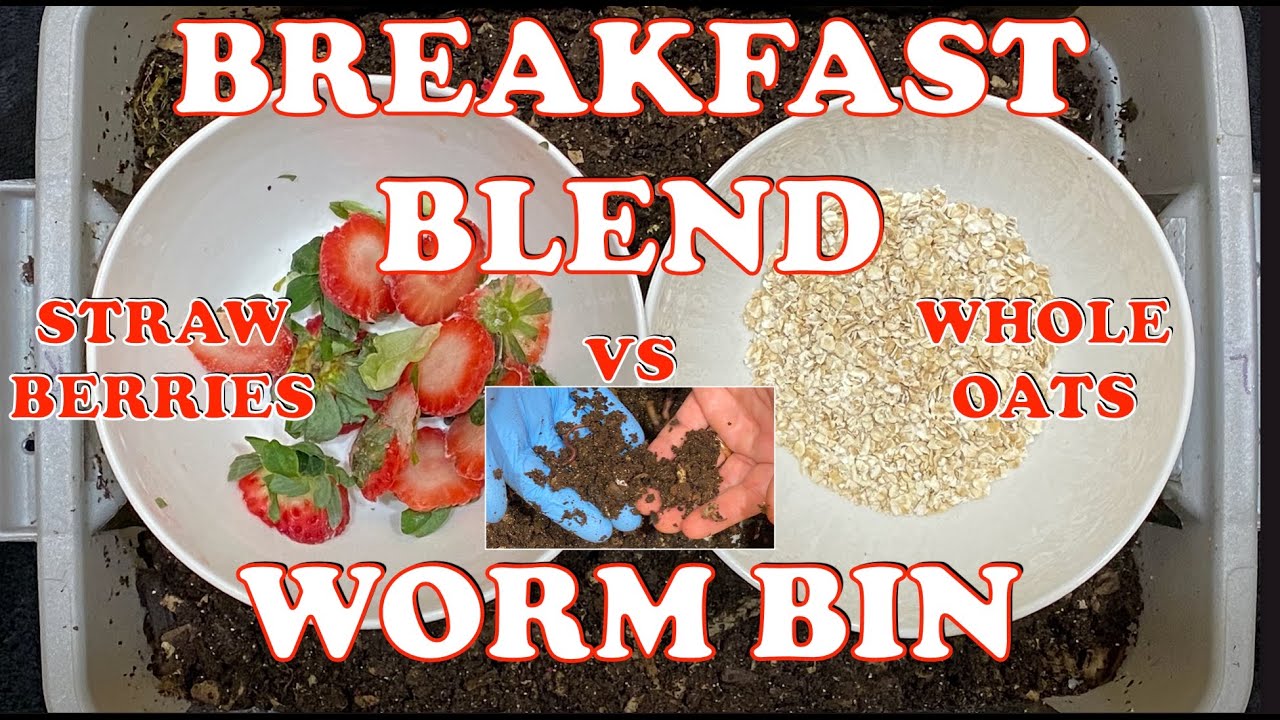 Strawberry vs Oats Experiment Which Food Do Red Wigglers Prefer?  Vermicompost Worm Farm