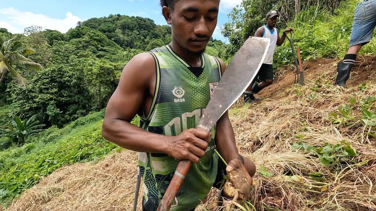 Planting the crops before the Cyclone Season: Sweet Potato and Dalo ni tana🍠🇫🇯