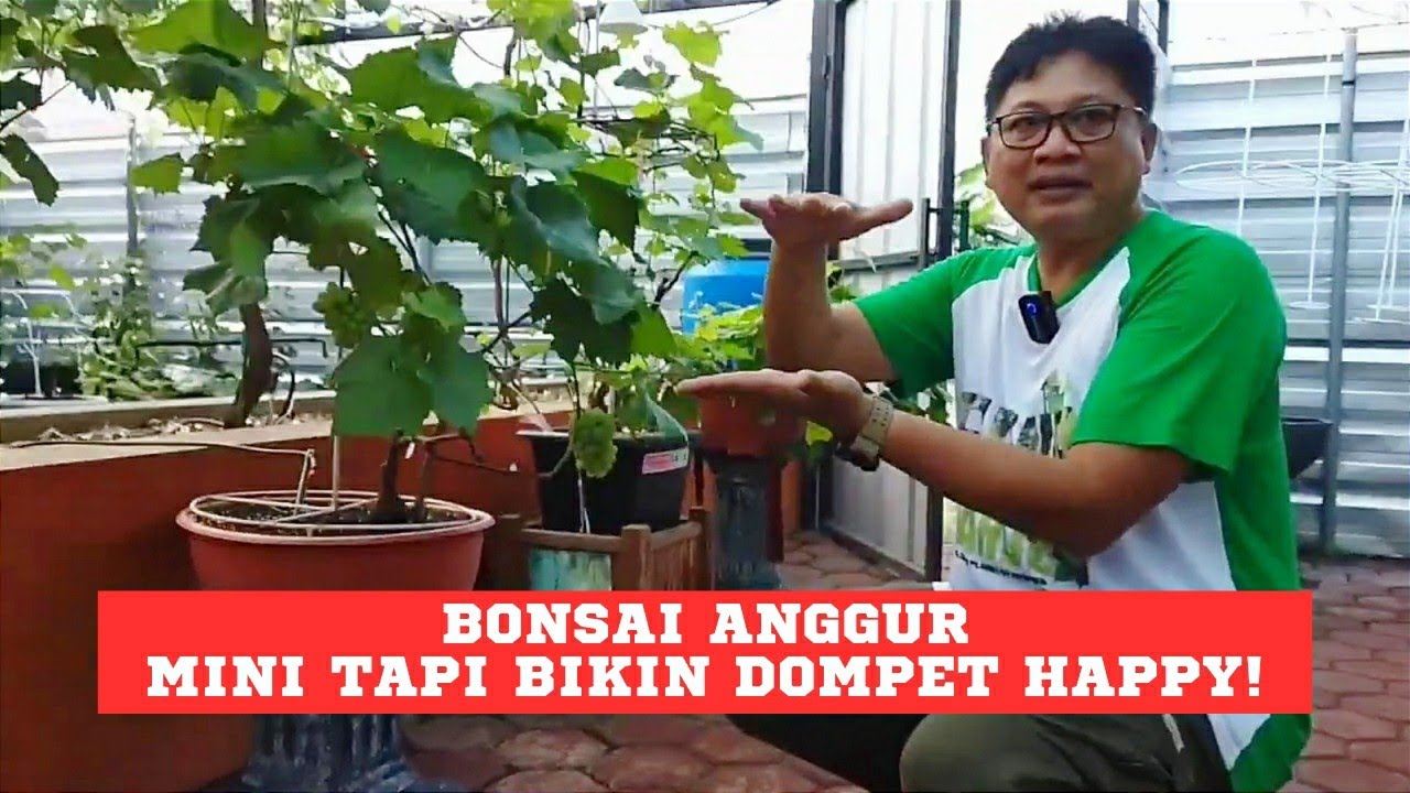 Bonsai Anggur, Mini Tapi Bikin Dompet Happy!