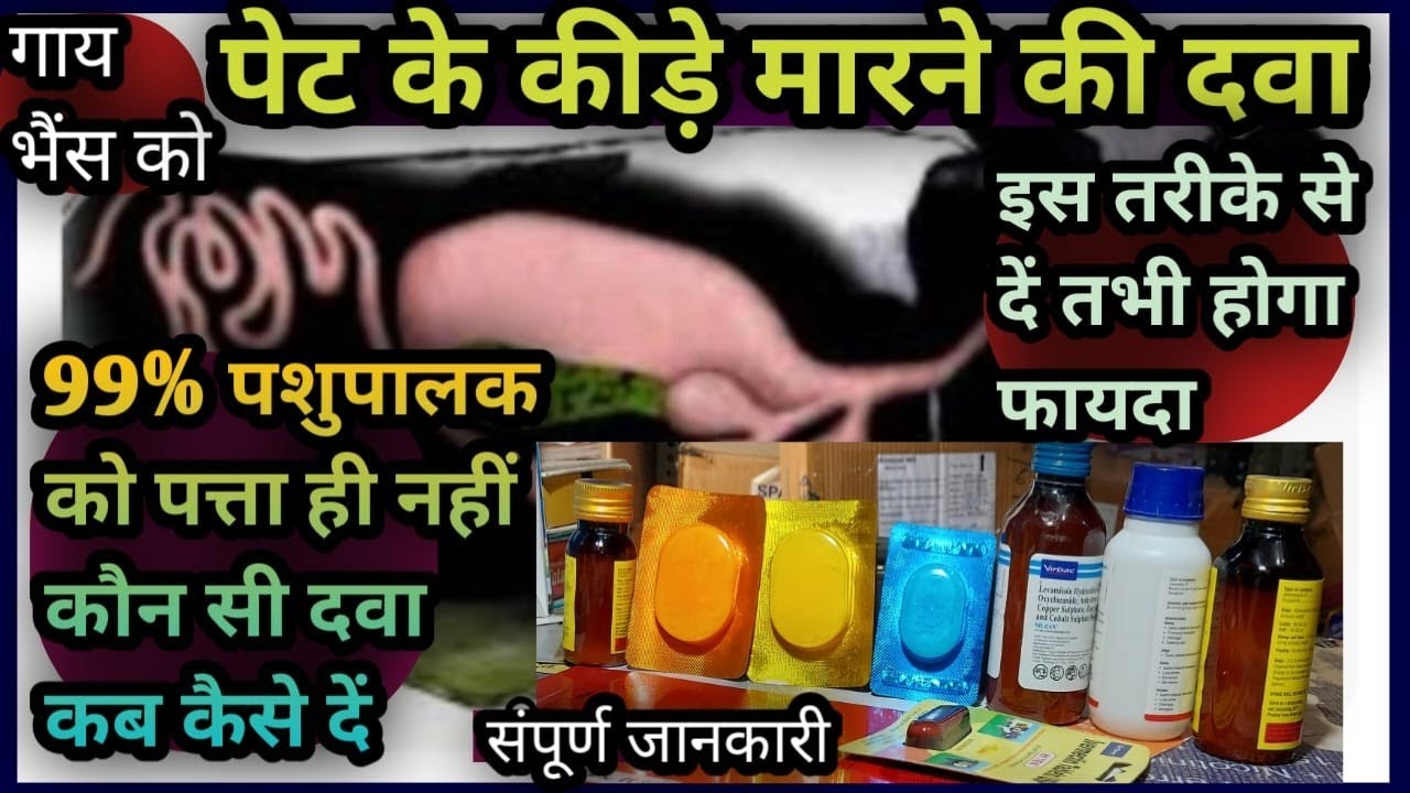 👉गाय भैंस को पेट की कीड़े मारने की दवा🐛||कब कैसे कौन सी दवा दें||देने का सही तरीका👌Deworming Dawa
