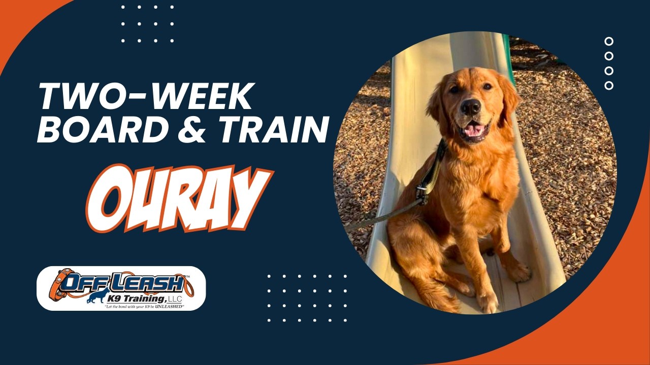 Amazing: How 7 m/o Golden Retriever “Ouray” Becomes Well-Behaved with Off Leash K9 Training Spokane