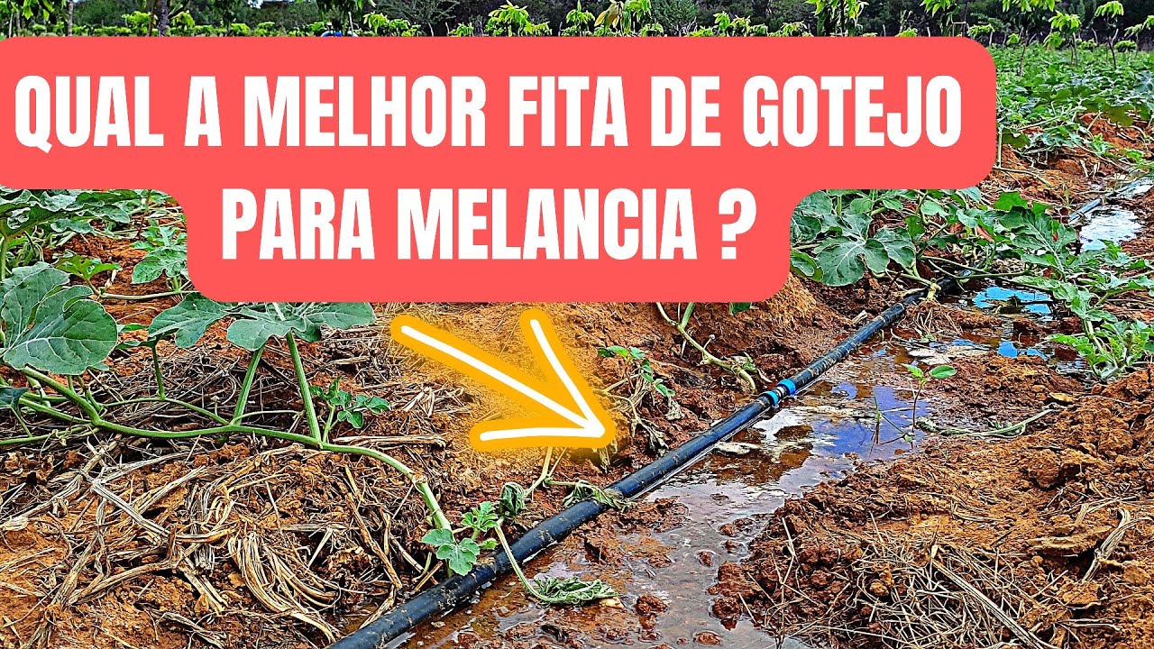 QUAL A MELHOR FITA DE GOTEJO PARA MELANCIA?