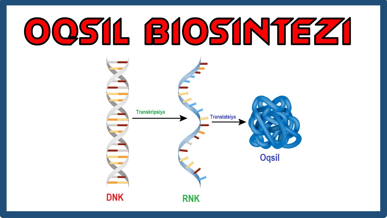 Oqsil biosintezi || Оқсил биосинтези