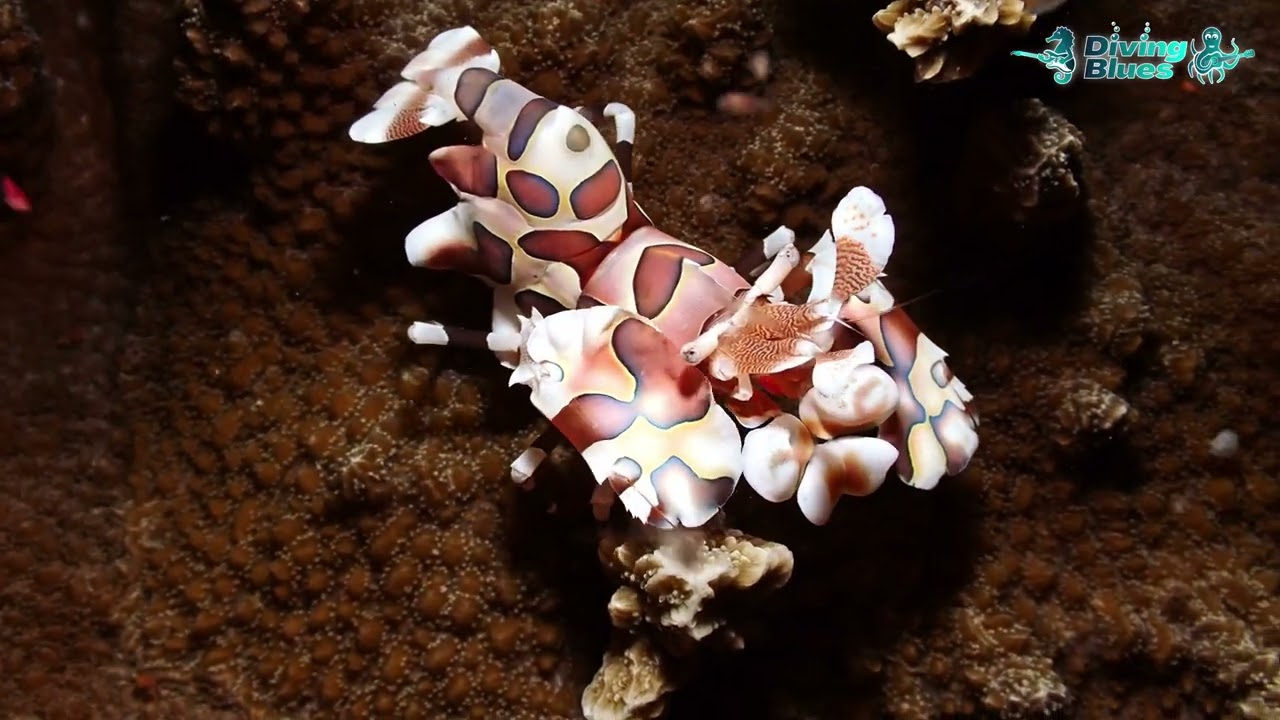 Harlequin Shrimp (Hymenocera picta) | Diving Blues | Scuba Diving Camotes Islands, Philippines