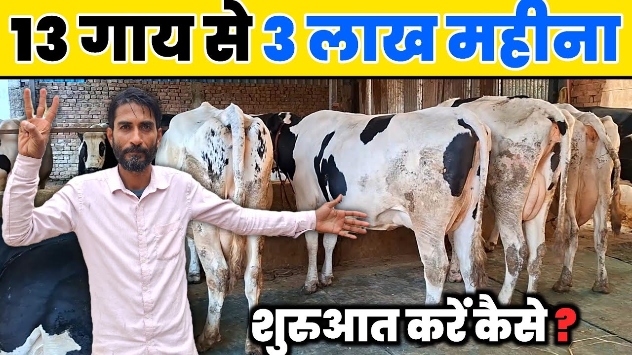 13 गाय 3 लाख महीना | शुरुआत में लगा था बड़ा झटका || Dairy farming 