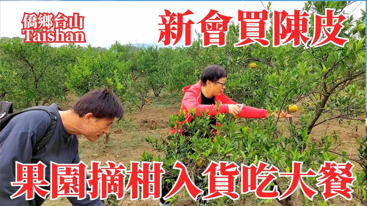 新會Xinhui｜果園摘柑買陳皮｜二十年農莊風味純正｜自腌鹹鱸魚自曬臘肉｜招牌菜野生黑鯇魚魚尾五斤重｜鮮柑10元當季二紅皮每斤210元｜Picking Citrus Fruits in Orchard