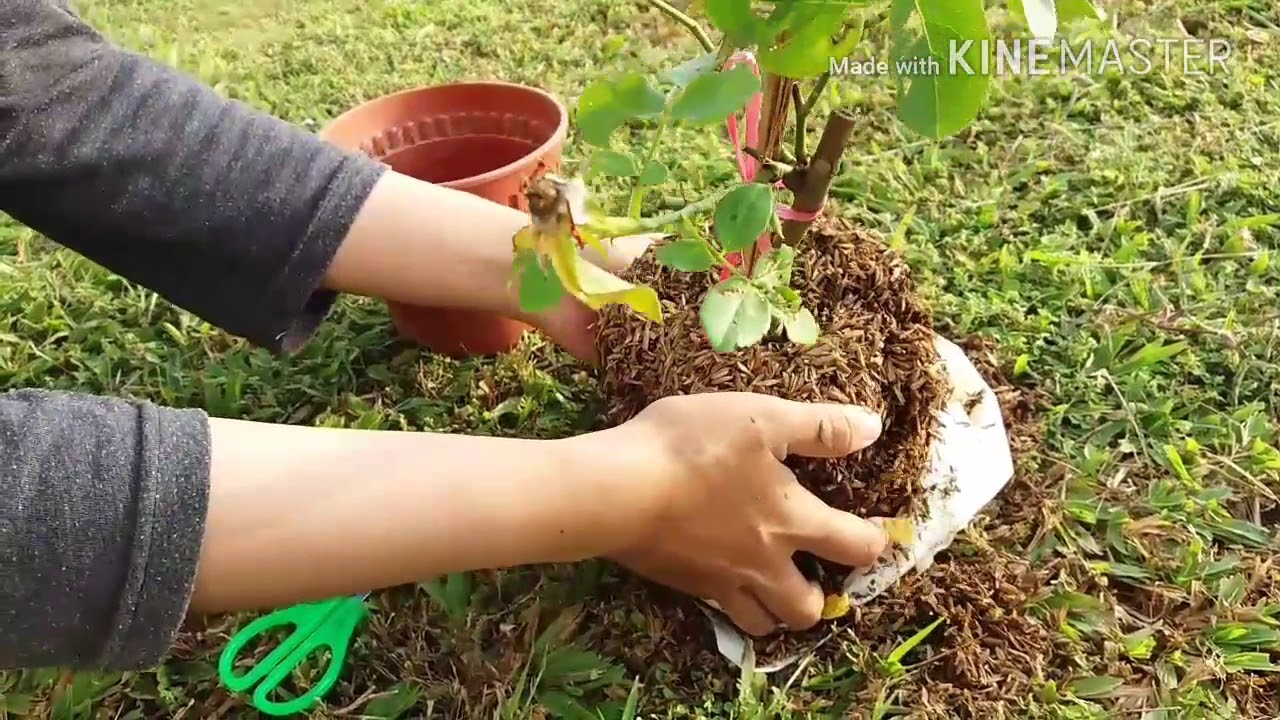 Plant Propagation Technique - Budding (T-Budding)