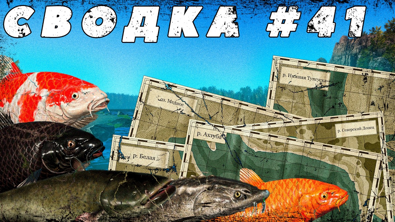 СВОДКА ПО ВОДОЁМАМ №41 | КАРПЫ КОИ | СОМ | ОСЁТРЫ | ЧЁРНЫЙ АМУР | БЕЛОРЫБИЦА | КУТУМ | УСАЧ | ЩУКА