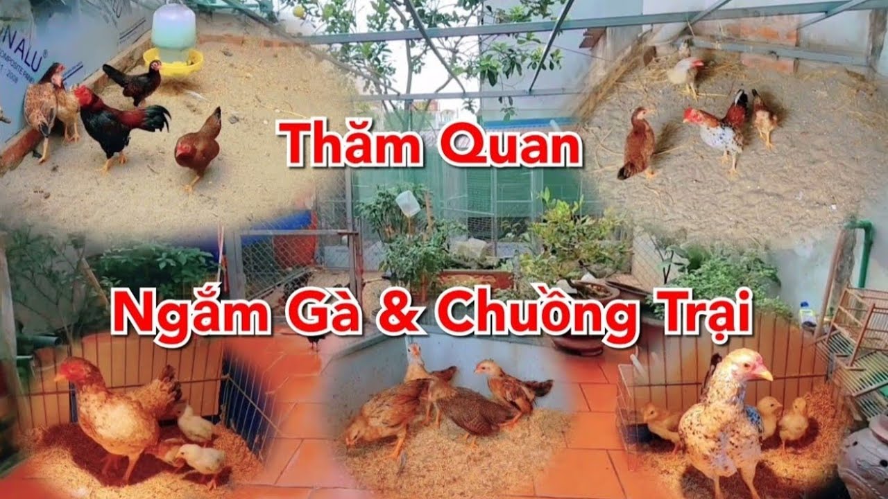Gà Tre Bắc tít bắc cộc : niềm vui đam mê , thăm quan khuôn viên & ngắm nhìn những chú gà tre bắc đẹp