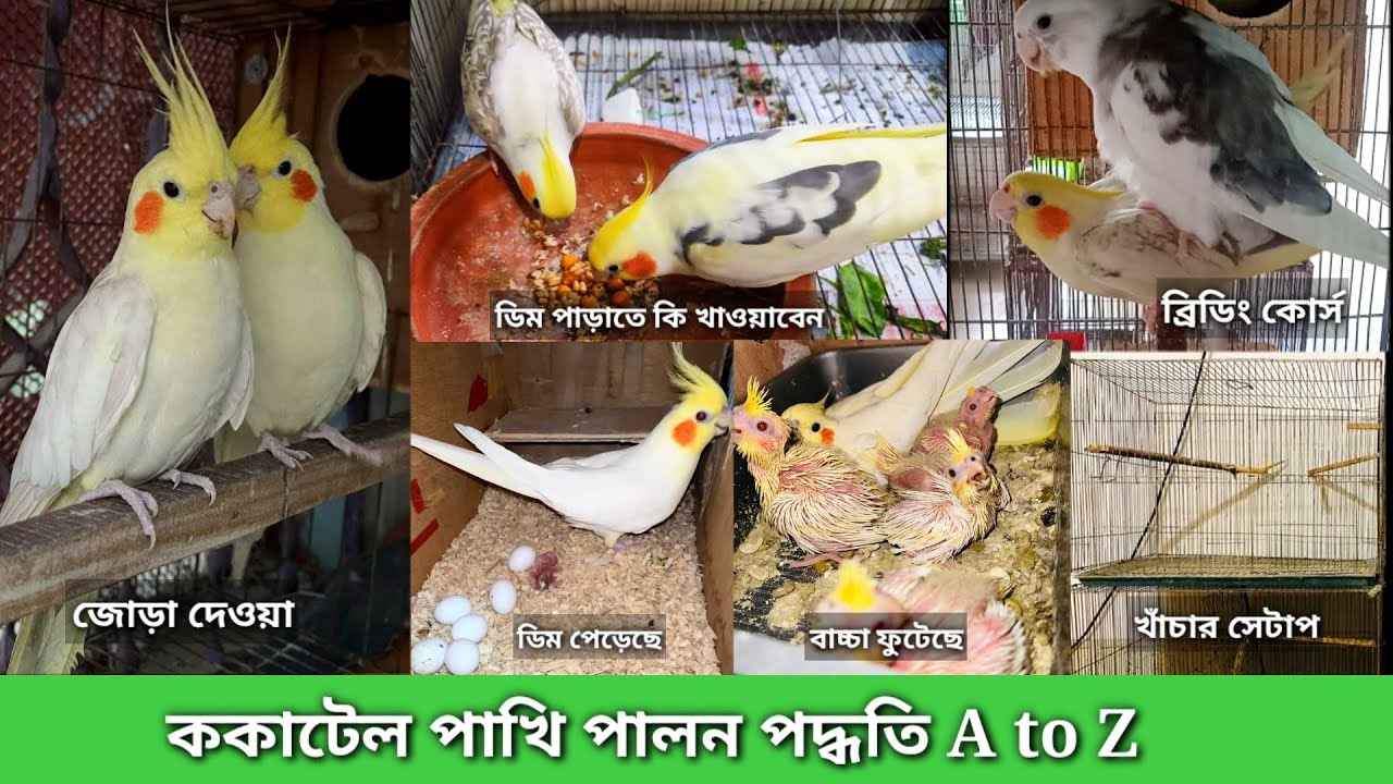 Cockatiel Bird Breeding | ককাটেল পাখিকে খুব সহজে ডিম বাচ্চা করানোর নিয়ম | Easy Tricks