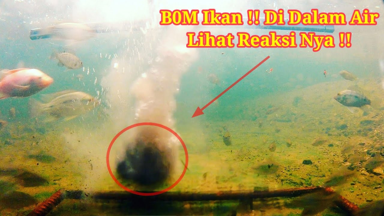 Reaksi Ikan Saat Di Bom Pakai Pelet || Terpantau Kamera Bawah Air