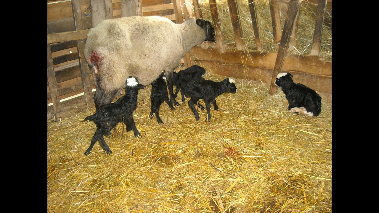 Romanovske ovce - Dva jagnjeta za uzgojne troškove, a druga dva za zaradu!