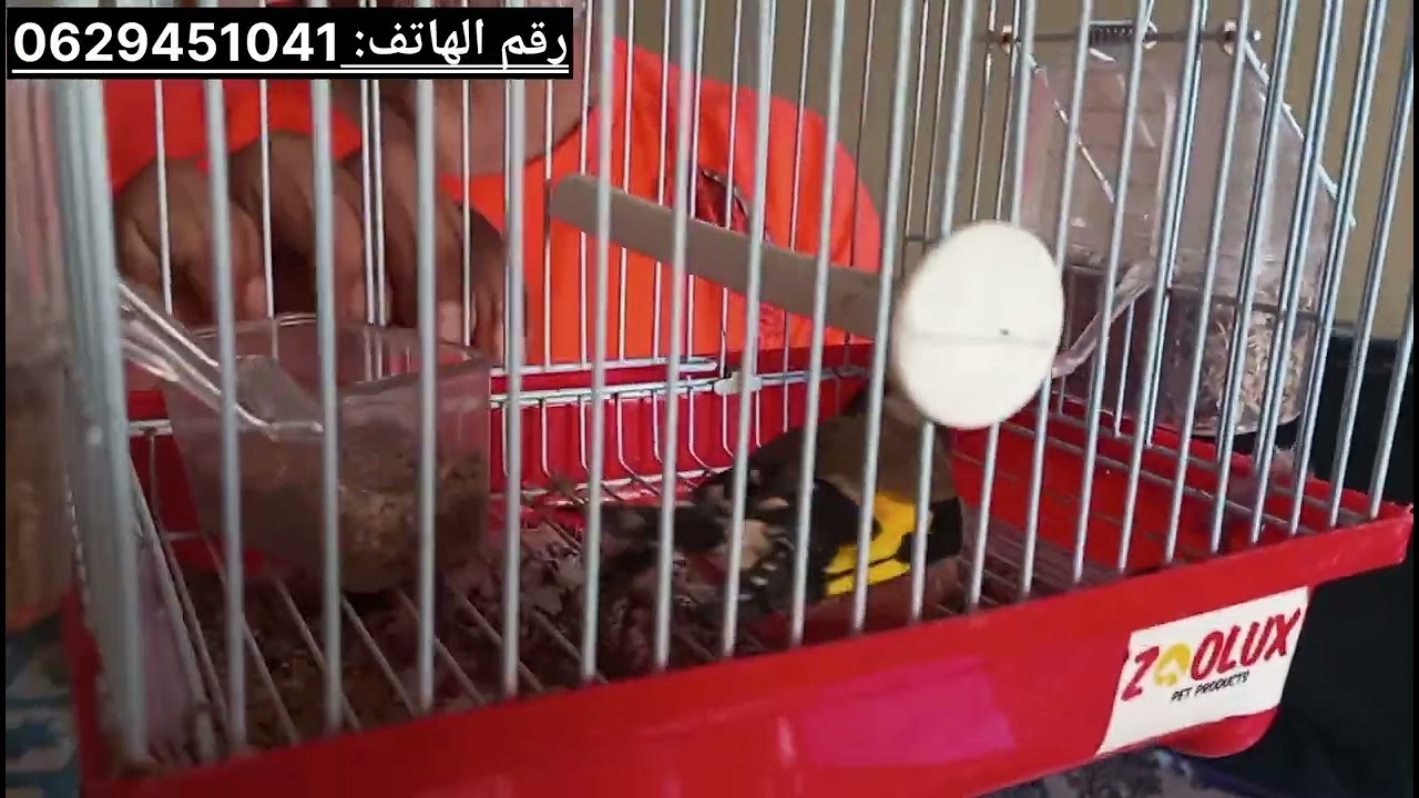 طيور الحسون للببع
